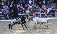 Baksil Bergemuruh Lagi! Lomba Ketangkasan Domba Garut Hadirkan Kemeriahan dan Tradisi yang Kembali Hidup!