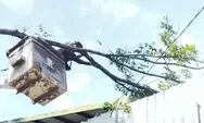 Mitigasi Bencana, DKPP Intensifkan Pemangkasan dan Pengecekan Pohon