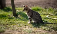 Mau Tahu Cara Ampuh Tapi Aman Buat Mengusir Kucing Liar? Cek 7 Aroma yang Bikin Ngacir Menjauh