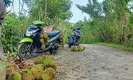 Kabupaten Aceh Barat Daya Panen Raya durian, Satu buah Rp8 s.d 15 Ribu
