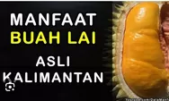 Selain Lezat Buah Lai Kaya Manfaat.  Inilah 6 Khasiatnya.