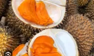 Serupa Tapi Tak Sama : Buah Lai Khas Kalimantan Mirip Durian