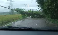 Pohon Kelapa Timpa Tiang Listrik, Pengguna Jalan Tewas Tersengat Saat Melintas