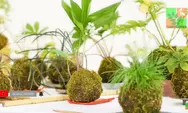 Yuk Bikin Kokedama! Seni Menanam di Bola Tanah yang Unik Ala Jepang