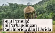 Untuk Pemula! Ini Perbedaan dan Keunggulan Benih Hibrida dan Inbrida dalam Produksi Padi: Simak Perbandingannya