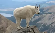 Deretan Fakta Unik Kambing Gunung: Si Ahli Panjat Tebing yang Ternyata Bukan Jenis Kambing