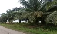 Ratusan Hektar Lahan Berstatus HGU Kebun Rayon Kwala Madu Langkat Dikuasai 'Mata Sipit'   