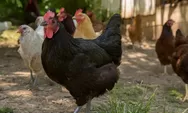 Metode yang Baik dan Benar Ayam Kampung Agar Cepat Besar dan Menguntungkan