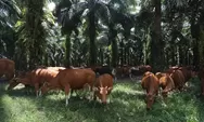Ternak Masuk ke Areal Perkebunan, Oknum PTPN IV Kebun Sawit Hulu Diduga Peras Peternak Sapi