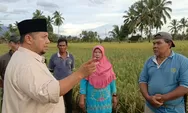 Petani Rugi Miliaran akibat Banjir dan Terancam Gagal Panen, Cawabup Madina Dengarkan Keluhan Warga dan Janjikan Hal ini