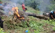 1,5 Hektare Ladang Ganja di Bukit Tor Sihite Madina Dimusnahkan Polda Sumut