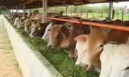 Penuhi  Kebutuhan Idul Fitri, Distan Deli Serdang Siapkan Seribuan Sapi Siap Potong 