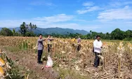 Padangsidimpuan Panen 3 Ton Jagung, Polres Dukung Program Ketahanan Pangan Presiden Prabowo