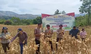 Panen Raya Jagung Kuartal II Tahun 2025 di Samosir Hasilkan 12 Ton
