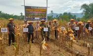Dandim Ajak Bupati dan Ketua DPRK Abdya Panen Jagung: Prospek Bertani Besar