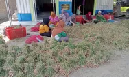 Koptan di Pantai Labu Deli Serdang Panen 15 Ton Bawang Merah