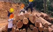 Diduga TNBG Tutup Mata Adanya Ilegal Logging Ditandiang Menek Lingga Bayu Madina
