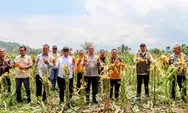 Panen Raya Jagung, Bulog Serap 12 Ton Produksi Petani