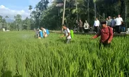 Distanpan Abdya Respon Cepat Atasi Hama Padi Petani di Tangan-Tangan