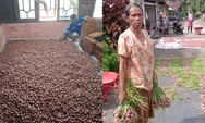Raup Keuntungan, Pendampingan SOL ke Petani Bawang Merah Tuai Hasil