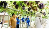 Dari Kawasan Terdampak Bencana, Duyu Bangkit Jadi Kampung Anggur Kebanggaan Palu