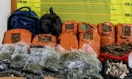 Ganja Tak Bertuan Ditemukan di Rumah Kosong Daerah Padangsidimpuan 
