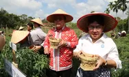 Wali Kota Pematangsiantar Panen Perdana Cabai Program Contract Farming di Sitalasari