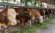 Tata Cara Menyembelih Hewan Kurban Sesuai Syariat Islam Lengkap dengan Doa dan Sunnahnya