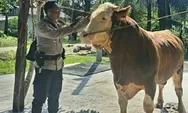 Sapi Kurban Presiden Prabowo: Remon, Simental Cross 900 Kg dari Riau!