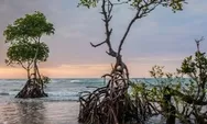 Pantai Sejarah: Surga Tersembunyi di Batubara dengan Hutan Mangrove yang Menakjubkan