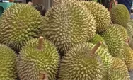 Musim Durian Tiba, Kenali Keistimewaan Durian Kalimantan Tengah yang Menggoda Selera