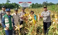 Panen Jagung 1 Ton di Desa Bambulung, Polsek Pematang Karau Dukung Swasembada Pangan 2026
