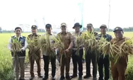 Panen Raya Demplot Padi di Pulang Pisau, Pemprov Kalteng Tegaskan Komitmen Lumbung Pangan Nasional