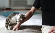 9 Cara Merawat Kucing Rumahan yang Jarang Diketahui, Nomor 4 Bikin Kucing Betah Main di Rumah Seharian!