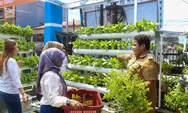 Kisah Sukses BRInita di Jayapura, Urban Farming Jadi Gaya Baru Bertani di Lahan Sempit