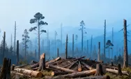 Data IPB 2026 Sebut Deforestasi Tingkatkan Risiko Penyakit Nyamuk di.Wilayah Bekas Hutan Tropis 