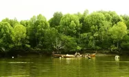 Pemerintah dan Petani Hutan Bersihkan Sawit Ilegal Demi Masa Depan Ekosistem Mangrove Sumut