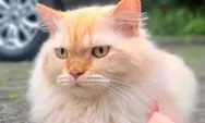 Bisakah AI Membaca Emosi Kucing, Startup Tiongkok Perkenalkan Kalung Pintar Berbasis Analisis Suara Digital 