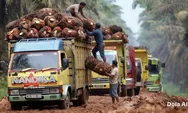 Dugaan Manipulasi Ekspor CPO Seret Korporasi Sawit Besar, Investor Soroti Tata Kelola Industri Nasional 