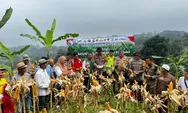 Kapolsek Babakan Madang Turun ke Sawah Panen Jagung Bersama Petani Bojong Koneng