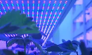 China Kembangkan Pertanian Vertikal 20 Lantai Menggunakan Artificial intelligence (AI), Tanam Sayur Sampai Panen Hanya 35 Hari