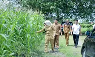 Dinas Pertanian dan Peternakan Nagan Raya Tanam Jagung Seluas 3 Hektar untuk Mengendalikan Inflasi