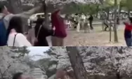 Memalukan! Turis Indonesia Merusak Pohon Sakura Sambil Tertawa-tawa, Siapa Sebenarnya Mereka?