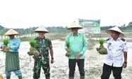Bupati MFA Melakukan Penanaman Padi Sawah pada Gapoktan Sri Rezeki Desa Olak Besar 