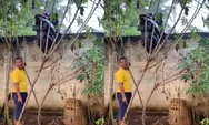 Viral Motor Nyangkut di Atas Pagar Beton Rumah Warga Lampung Timur, Diduga Gagal Dibawa Pelaku Curanmor