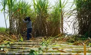 Petani Tebu Mengadu ke DPR: 100 Ribu Ton Gula Lokal Tak Terserap, Kebijakan Impor Tanpa Kontrol Diprotes
