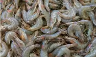 Ekspor Udang ke AS Resmi Berlanjut, KKP Tegaskan Sertifikasi Bebas Cesium-137 Jadi Syarat Utama