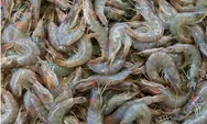DPR Pertanyakan Keamanan Udang Beku Lokal, Desak Kemenperin Tarik Produk Jika Terbukti Terpapar Radioaktif Cs-137