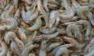 Fakta Terbaru Pemusnahan Udang Terkontaminasi Cs-137: 5 Ton Dibakar Bertahap, Pemerintah Pastikan Proses Aman Total