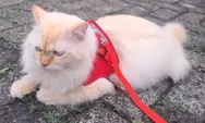 Startup Tiongkok Luncurkan Kalung AI Penerjemah Suara Kucing, Bisakah Teknologi Ini Memahami Emosi Hewan 